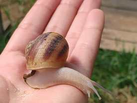 caracolcatl8